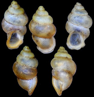 ブラスタギヒダリマキゴマガイ (仮称) Diplommatina tardigrada small