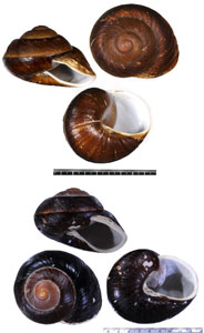 ソメワケダイオウマイマイ Ryssota otaheitana demesai small