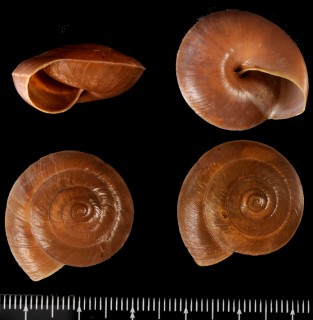 ミンダイベッコウマイマイ (仮称) Dyakia mindainensis small