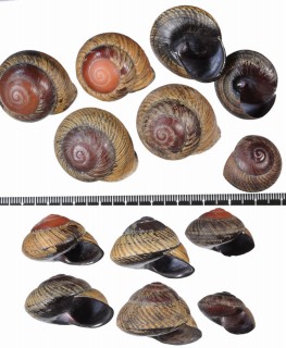 マダラカスリマイマイ Calocochlia carbonaria small