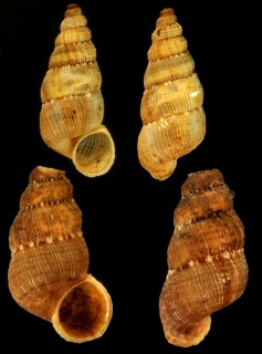 グアテルーペクチヒレ (仮称) Chondropoma crenulatum small