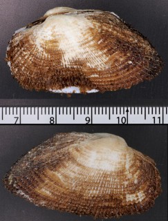 メキシコエガイ Barbatia reeveana small