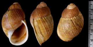 バライロチリオオアカマイマイ (仮称) Chiliborus rosaceus small