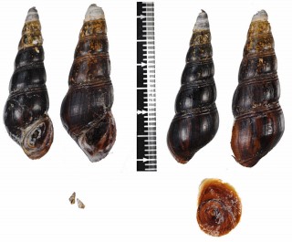 マリンダンフタスジカワニナ (仮称) Brotia sp. small