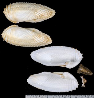 テンシノツバサ Cyrtopleura costata small