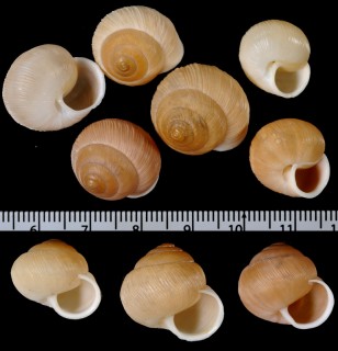 タマゴヤマタカマイマイ Eulota mighelsiana small