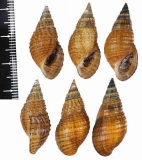 ラナオアヤカワニナ (仮称) Tarebia granifera aff. small