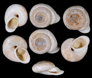 センベイマイマイ Obba planulata small