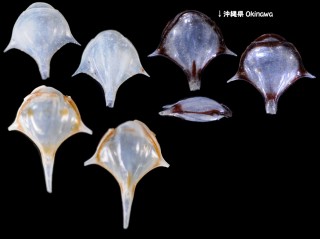 ヒラカメガイ Diacria trispinosa small