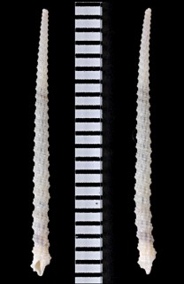 ハリオレガイ Inella asperrima small