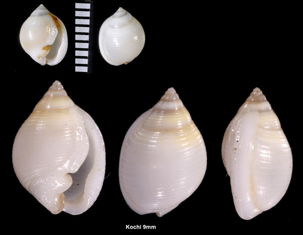 ワダツミマメウラシマ Ringiculopsis foveolata small