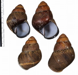 マニラアカハラゴシキマイマイ Helicostyla rufogaster manilana small