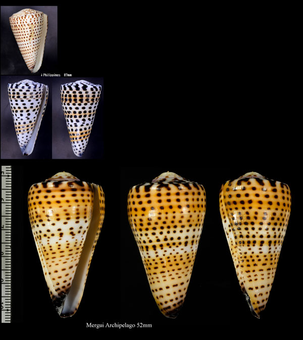 アンボンクロザメ Conus litteratus small