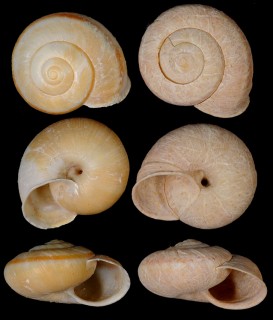 トコヨマイマイ Euhadra pachya small