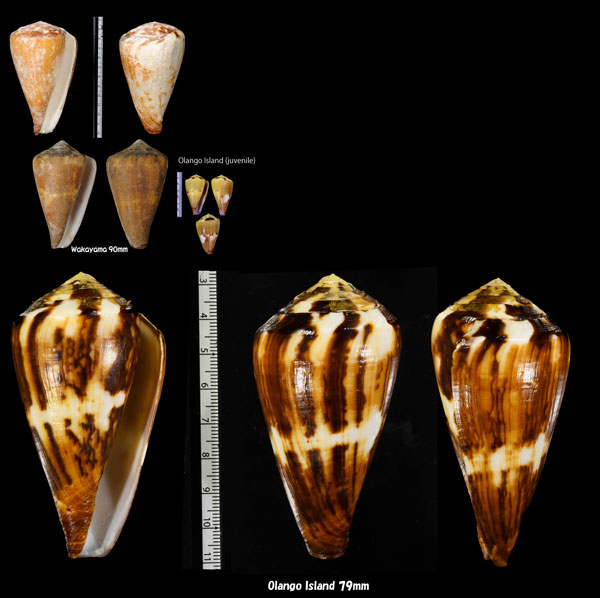カバミナシ Conus vexillum small