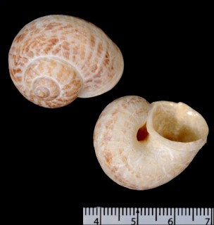 オオヤマタニシ Cyclophorus hirasei small