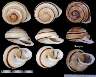 ハナシカドマルセンベイマイマイ (仮称) Obba bigonia aff. small