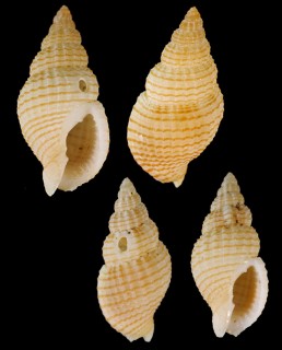 ダテトクサ Antillophos elegantissimus small