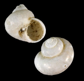シンジュイロシタダミ Margarites margaritiferus small