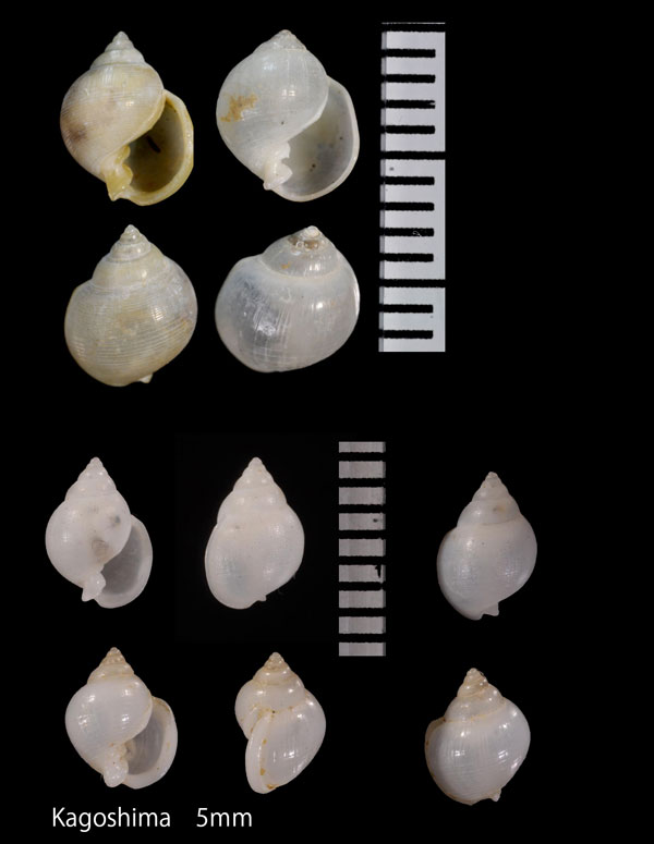シラタママメウラシマ Ringiculina pilula small