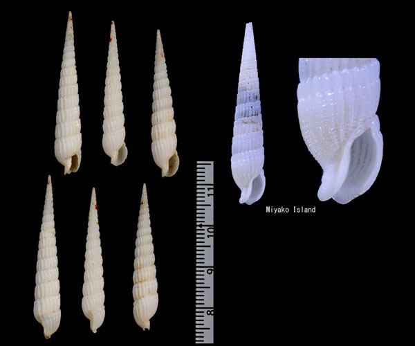 シラタケ 白筍 Punctoterebra subtexilis small