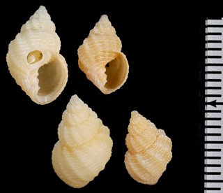 ビロードゴロモ Bonellitia garrardi small