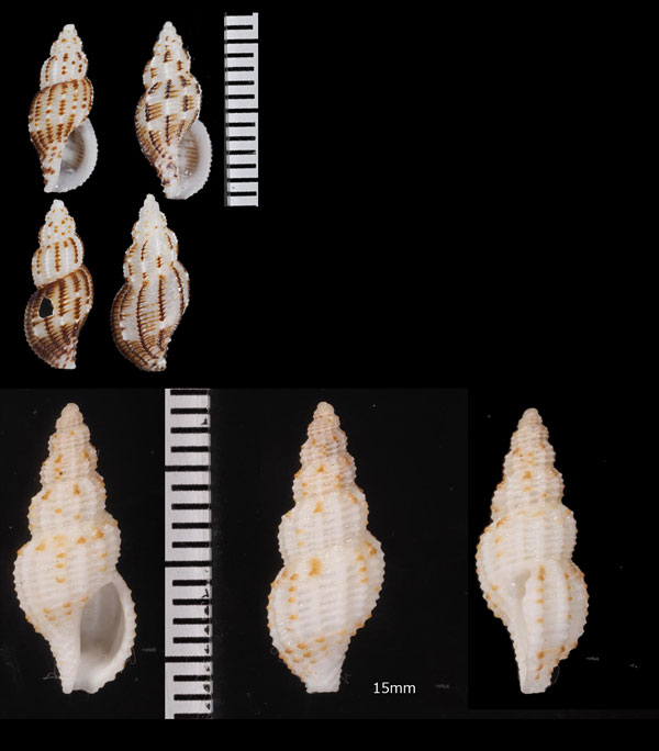 ヒサゴコウシツブ Pseudodaphnella philippinensis small