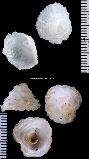 シワフウリンチドリ 皺風鈴千鳥 Cheilea tortilis small