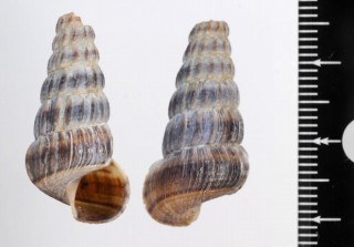 シマヘナタリ Cerithidea ornata small
