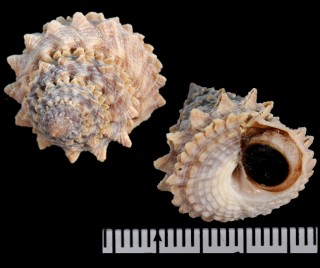 ハクシャコンペイトウガイ Echinicus cumingii small