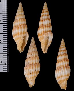 アミメツクシ Vexillum obeliscus small