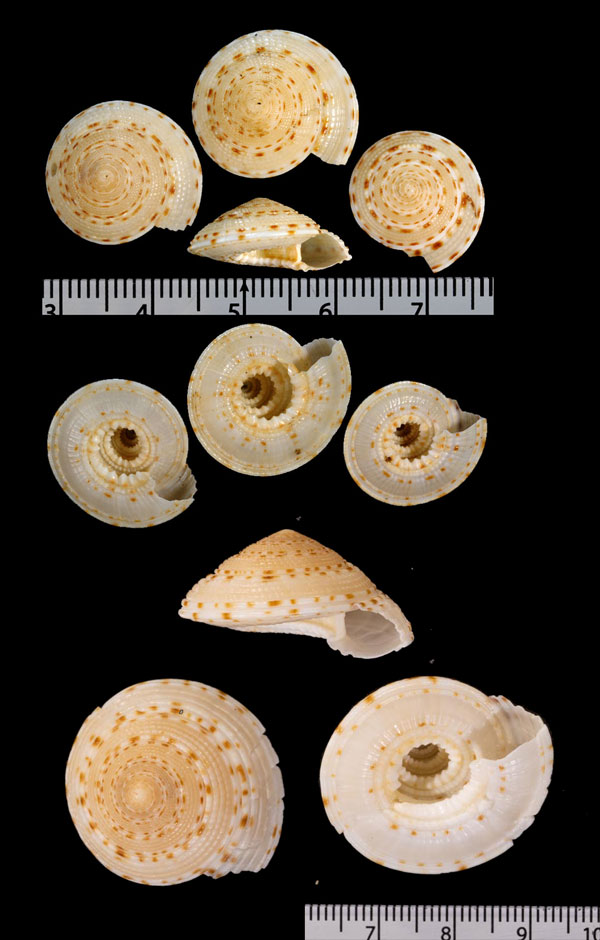 アデヤカグルマの仲間01 Architectonica proestleri small