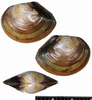 アメリカマルヌマガイ Anodonta suborbiculata small