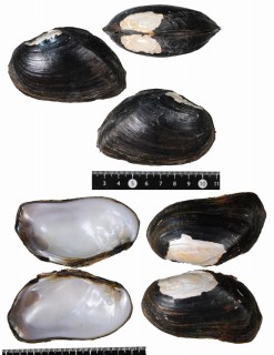 ゾウミミヌマガイ Elliptio crassidens small