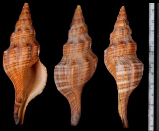 ツノキガイ 角木貝 Pleuroploca glabra small