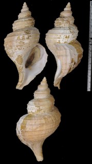 コエゾボラモドキ Neptunea frater small