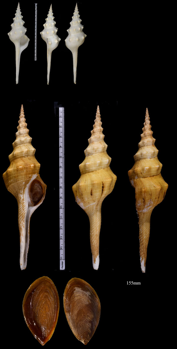 ダイオウナガニシ Fusinus longissimus small