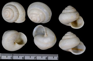 ウラジロヤマタカマイマイ Luchuhadra sororcula small