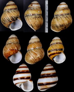 クロオビコガネゴシキマイマイ Helicostyla metaformis small