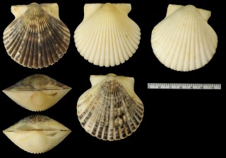 アメリカイタヤ Argopecten irradians concentricus small