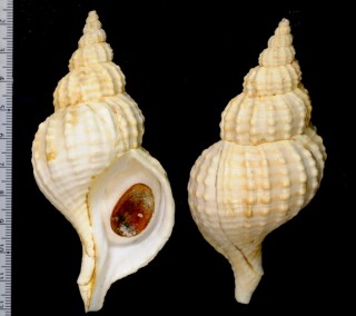 モオリアヤボラ Fusitriton magellanicus laudandus small
