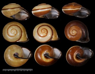 ヒラパラワンマイマイ (仮称) Mesanella avus small