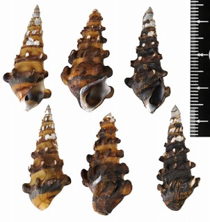 アフリカイボカワニナ Pachymelania aurita small