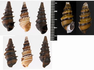 シャリンカワニナ (仮称) Pachymelania fusca small