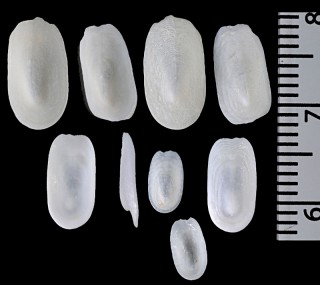 サオトメガサ Scutus virgo small