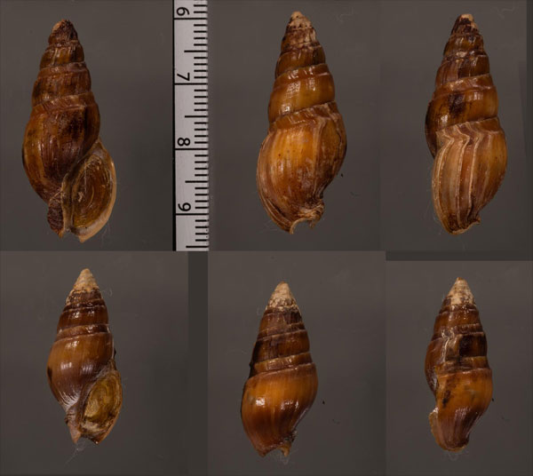 ボーンクダマキ (仮称) Clionella bornii small
