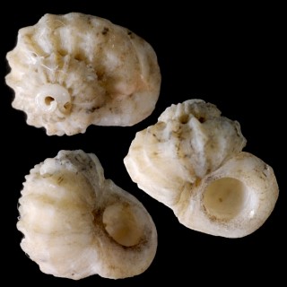 ヒメカタベの仲間 Bathyliotina cavea small