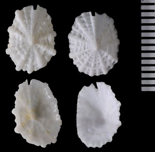 クズヤスソキレ Emarginella okinawaensis small