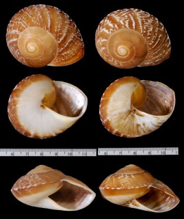 イナズマオオマイマイ Ryssota zeus small