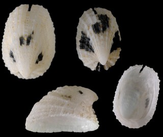 ホクロスソキレ Emarginula compta small